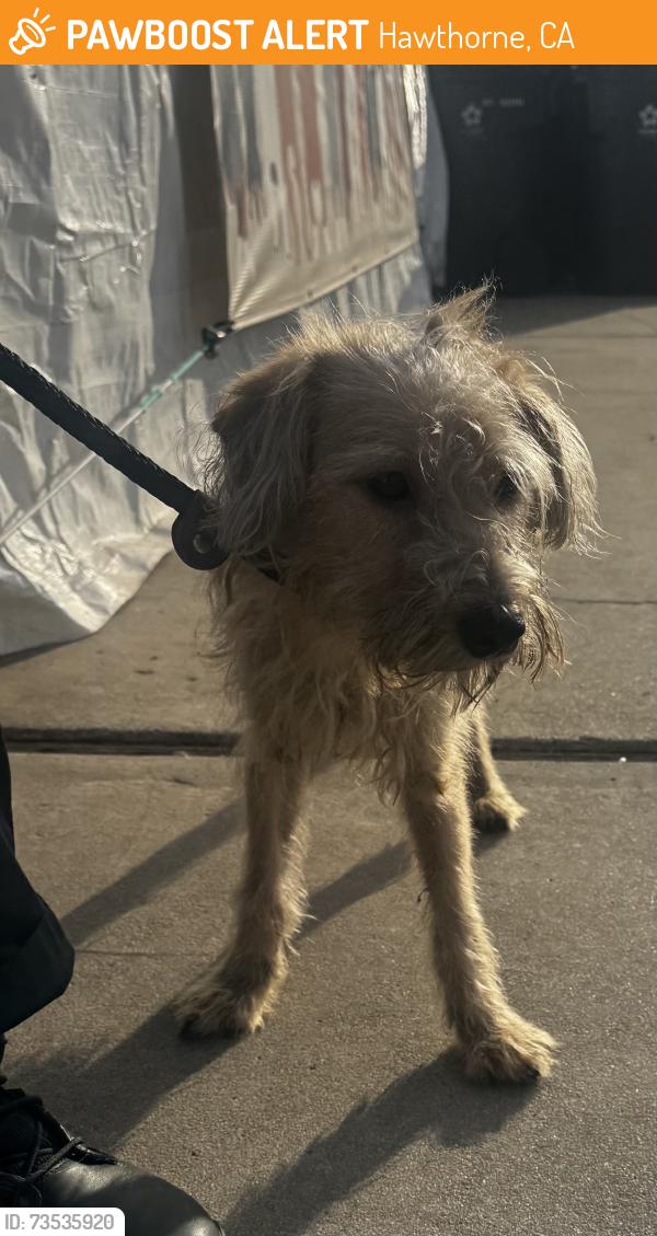 Found/Stray Female Dog last seen Near W Broadway Ave, Hawthorne, CA 90250
