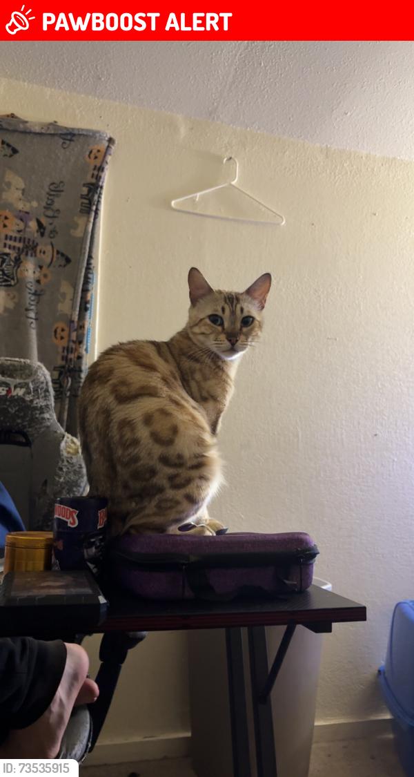Lost Female Cat last seen Near west Warburton street, South Saint Paul, MN 55075