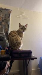 Lost Female Cat last seen Near west Warburton street, South Saint Paul, MN 55075