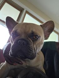 Lost Male Dog last seen Hippie Rd, New Milford, CT 06776