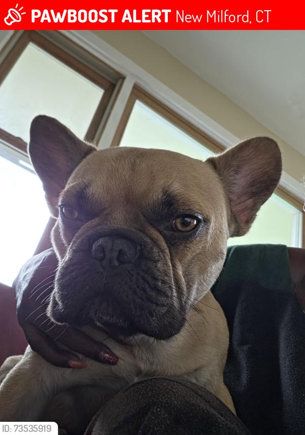 Lost Male Dog last seen Hippie Rd, New Milford, CT 06776