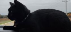 Lost Female Cat last seen S 10th St, Christ Place Church, Van Dorm, Lincoln, NE 68508