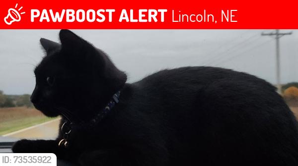 Lost Female Cat last seen S 10th St, Christ Place Church, Van Dorm, Lincoln, NE 68508