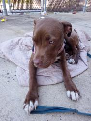 Found/Stray Female Dog last seen 16th and shadeland, Indianapolis, IN 46219