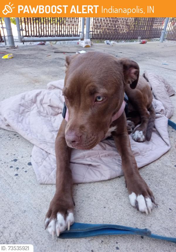 Found/Stray Female Dog last seen 16th and shadeland, Indianapolis, IN 46219