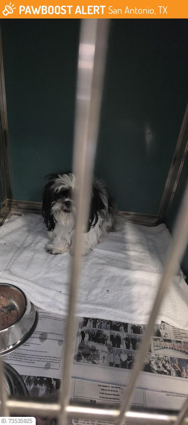 Found/Stray Female Dog last seen At ACS, San Antonio, TX 78227