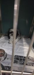 Found/Stray Female Dog last seen At ACS, San Antonio, TX 78227