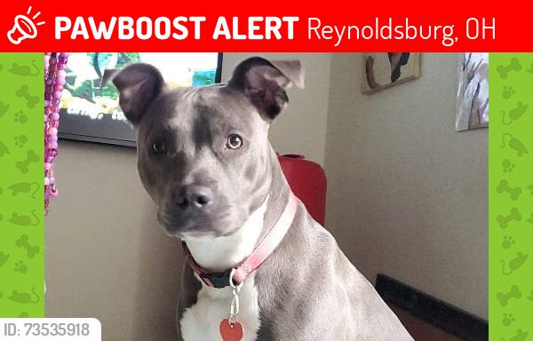 Lost Female Dog last seen Back yard, Reynoldsburg, OH 43068