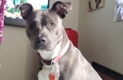 Lost Female Dog last seen Back yard, Reynoldsburg, OH 43068