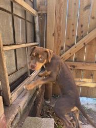 Reunited Female Dog last seen Maizeland and Chelton, Colorado Springs, CO 80909