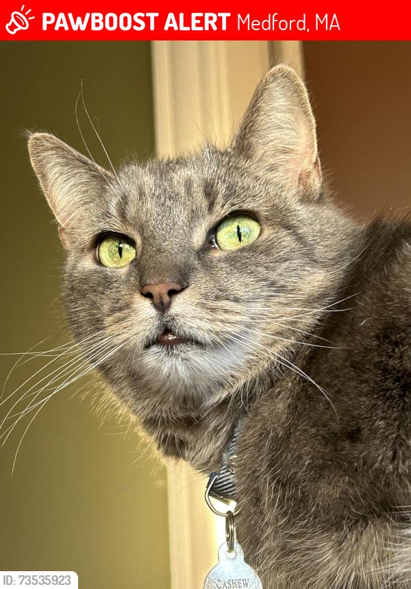 Lost Female Cat last seen Playstead Rd. and Playstead Park, Medford, MA 02155