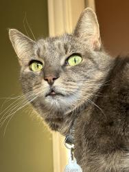 Lost Female Cat last seen Playstead Rd. and Playstead Park, Medford, MA 02155