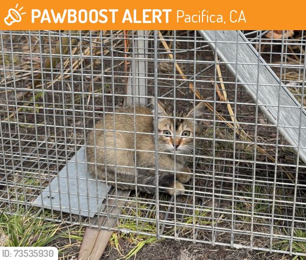 Found/Stray Unknown Cat last seen Del Mar Ave and Manor Dr, Pacifica, CA 94044