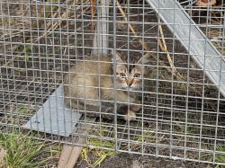 Found/Stray Unknown Cat last seen Del Mar Ave and Manor Dr, Pacifica, CA 94044