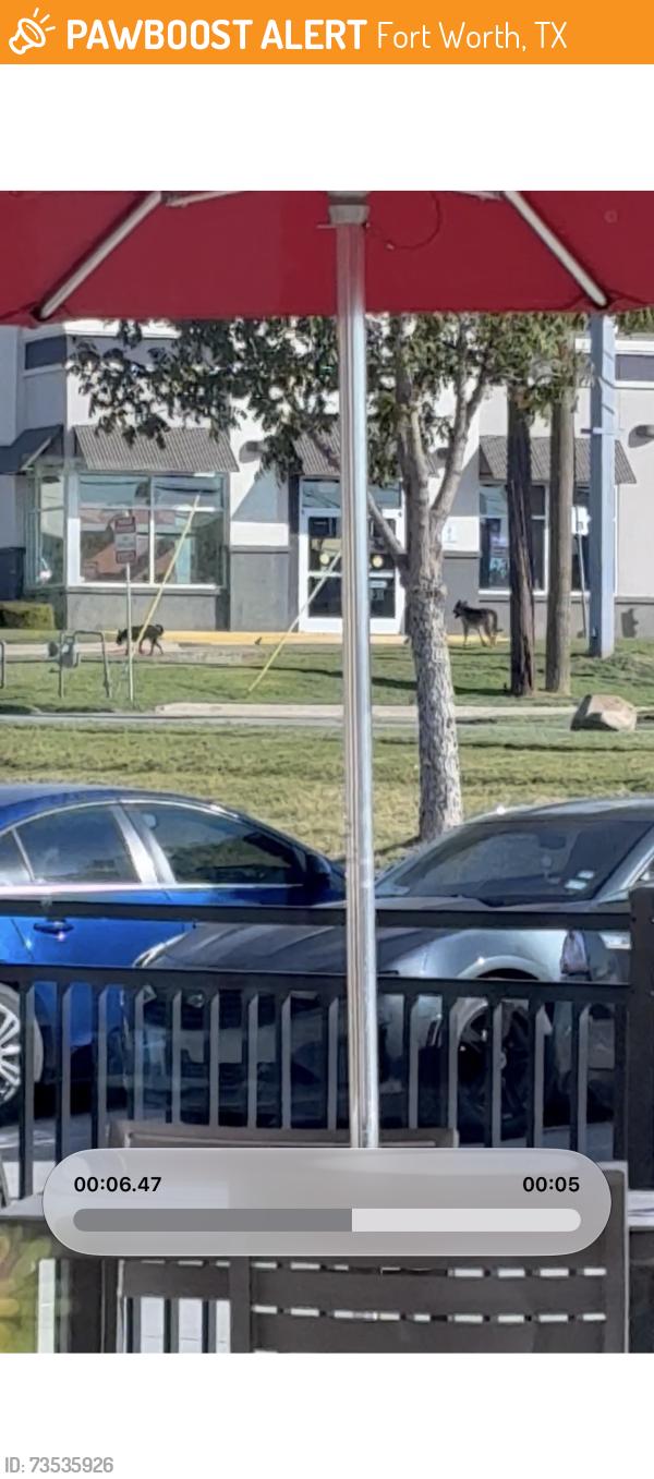 Found/Stray Unknown Dog last seen Taco Bell - north main street in northside TX near Stockyards, Fort Worth, TX 76106