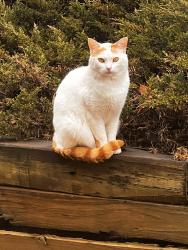 Lost Male Cat last seen Near Park Bay Ct, Flowery Branch, GA 30542