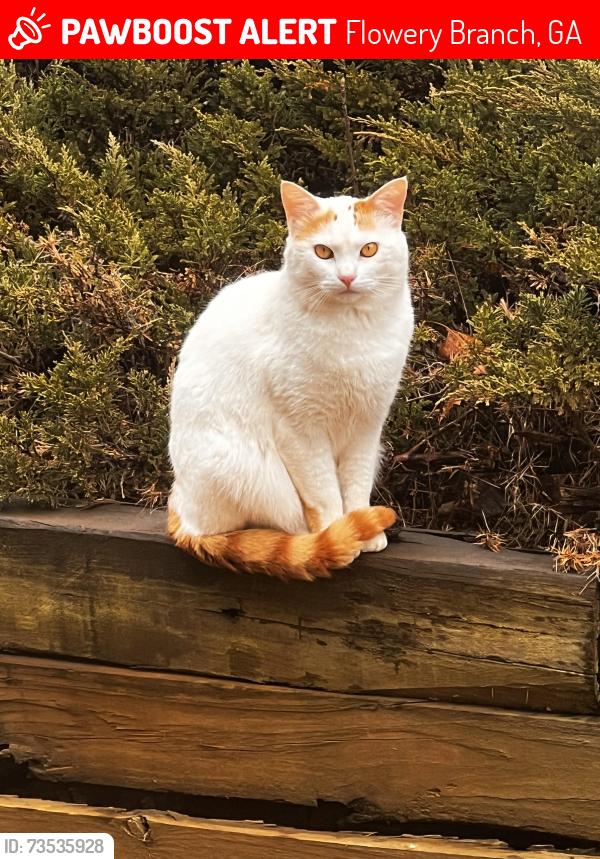Lost Male Cat last seen Near Park Bay Ct, Flowery Branch, GA 30542
