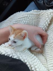 Shelter Stray Male Cat last seen Bexar County, 3353 Morningside Dr, New Braunfels, TX 78132, USA