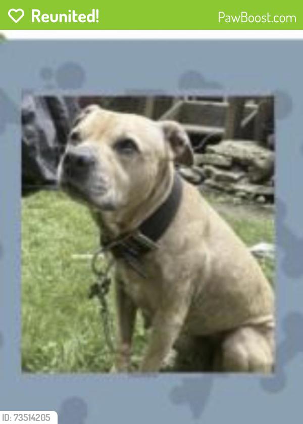 Reunited Female Dog last seen Outer Comstock/Skytop/Jamesville Ave, Syracuse, NY 13210