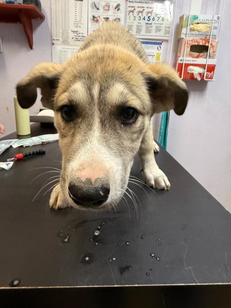 Shelter Stray Female Dog last seen Bexar County, 3353 Morningside Dr, New Braunfels, TX 78132, USA