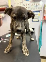 Shelter Stray Male Dog last seen Bexar County, 3353 Morningside Dr, New Braunfels, TX 78132, USA