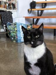 Lost Male Cat last seen Donna, Oak View, CA 93022