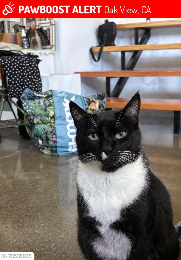 Lost Male Cat last seen Donna, Oak View, CA 93022