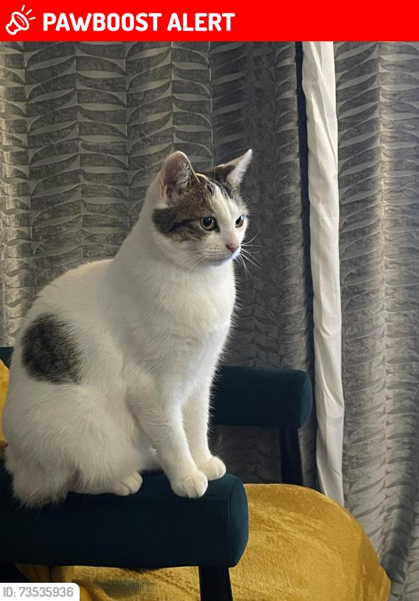 Lost Female Cat last seen Great Haywood, Great Haywood, England ST18 0SE