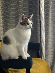 Lost Female Cat last seen Great Haywood, Great Haywood, England ST18 0SE
