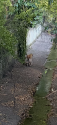 Found/Stray Unknown Dog last seen Shepherd Lane and Fernway drainage ditch, Memphis, TN 38117