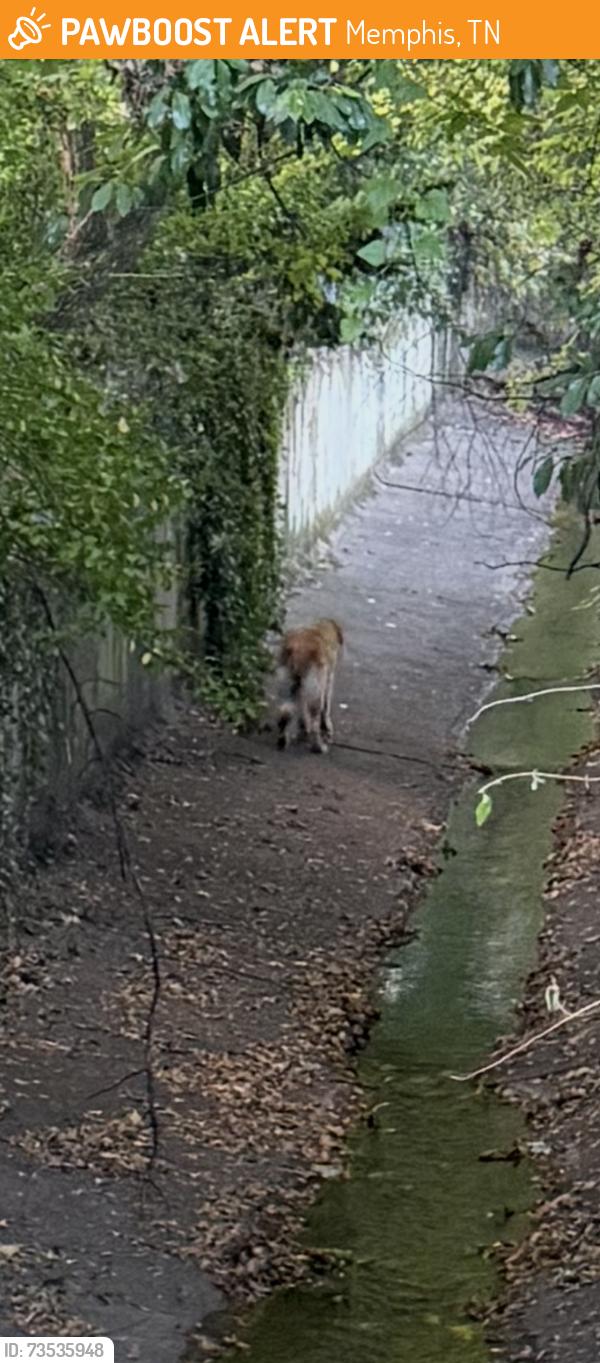 Found/Stray Unknown Dog last seen Shepherd Lane and Fernway drainage ditch, Memphis, TN 38117