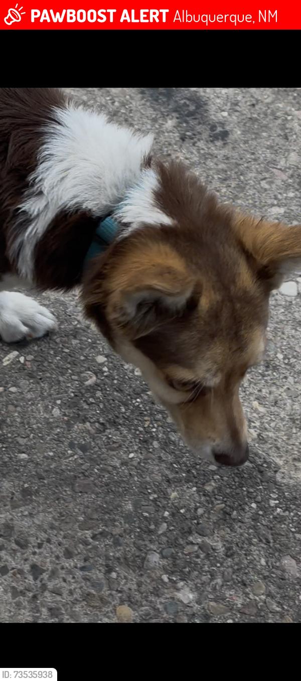 Lost Male Dog last seen Isleta BLVD. Around the Westside community center area., Albuquerque, NM 87105