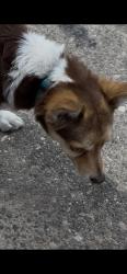 Lost Male Dog last seen Isleta BLVD. Around the Westside community center area., Albuquerque, NM 87105