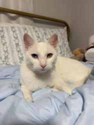 Lost Female Cat last seen E 1st St, Belle Chasse, Belle Chasse, LA 70037