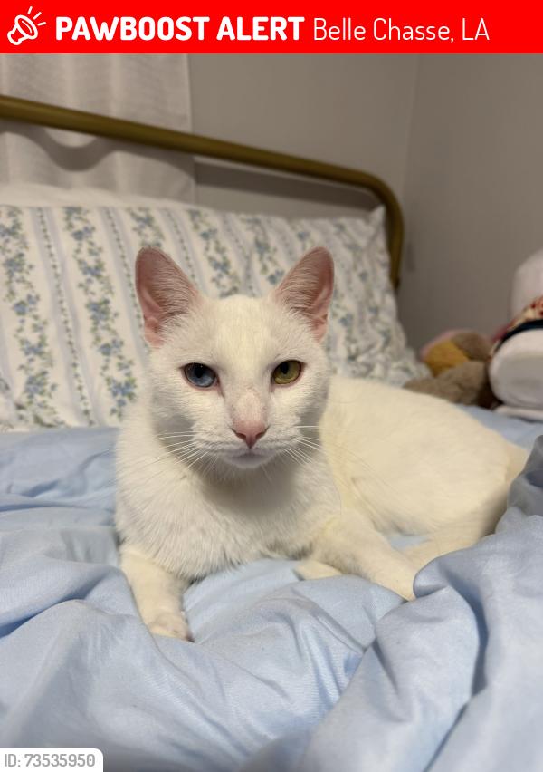 Lost Female Cat last seen E 1st St, Belle Chasse, Belle Chasse, LA 70037