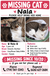 Lost Female Cat last seen Locust/21st, Westminster, CA 92683