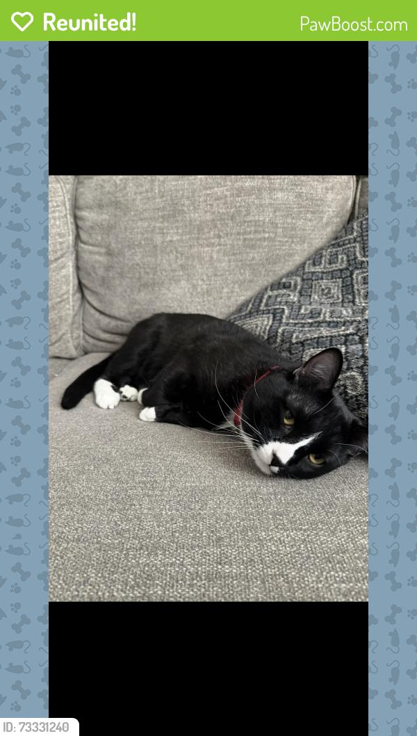 Reunited Male Cat last seen W Gold Rush Trail, Flagstaff, AZ 86005