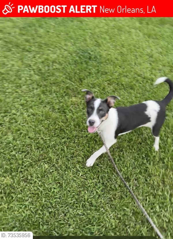 Lost Male Dog last seen Between Mardi Gras and Shirley drive, New Orleans, LA 70114