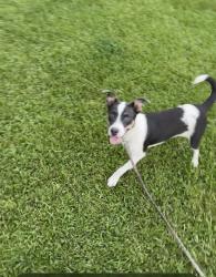 Lost Male Dog last seen Between Mardi Gras and Shirley drive, New Orleans, LA 70114