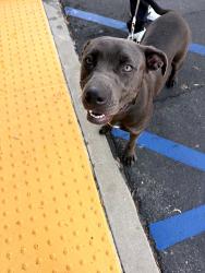 Reunited Female Dog last seen Ann street, Santa Fe Springs, CA 90670