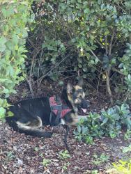 Found/Stray Unknown Dog last seen Near 25 st in front of OCASA, Miami, FL 33184