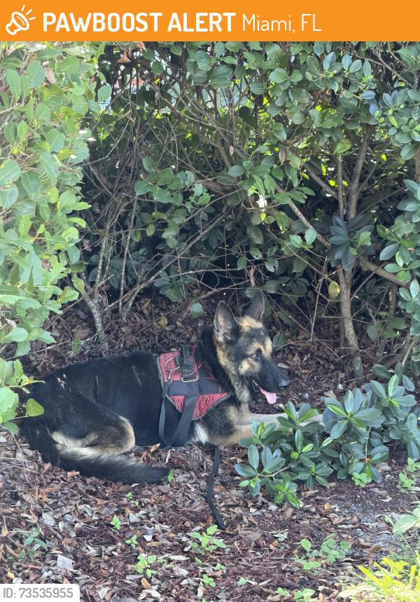 Found/Stray Unknown Dog last seen Near 25 st in front of OCASA, Miami, FL 33184