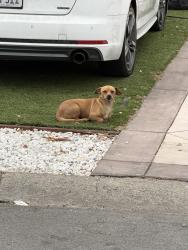 Found/Stray Unknown Dog last seen Story and white, San Jose, CA 95127