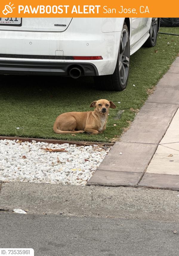 Found/Stray Unknown Dog last seen Story and white, San Jose, CA 95127