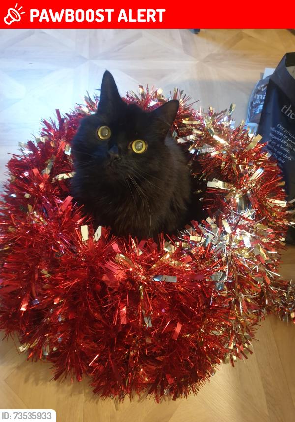 Lost Male Cat last seen ABERDALGIE GARDENS, Glasgow City, Scotland 