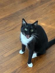 Reunited Male Cat last seen Near NW 26th St, Oklahoma City, OK 73106, USA, Oklahoma City, OK 73106