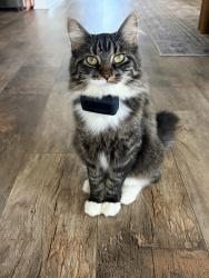 Reunited Female Cat last seen Arbor path, Rosemount, MN 55068