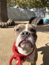 Shelter Stray Male Dog last seen ALDER AVE & 37TH AVE, 2127 Front St, Sacramento, CA 95818, USA