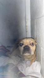 Shelter Stray Female Dog last seen EL CAMINO AVE & EMPRESS ST, 2127 Front St, Sacramento, CA 95818, USA