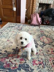 Lost Female Dog last seen Carrollton & Orleans Ave., New Orleans, LA 70122